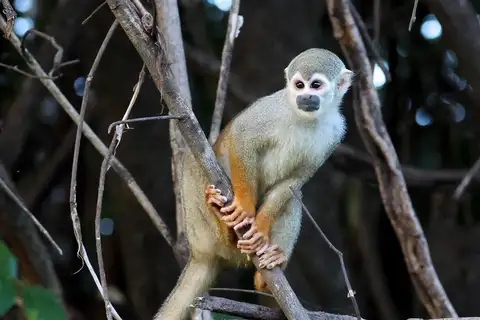 Humboldt’s Squirrel Monkey