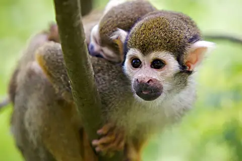 Collins' Squirrel Monkey