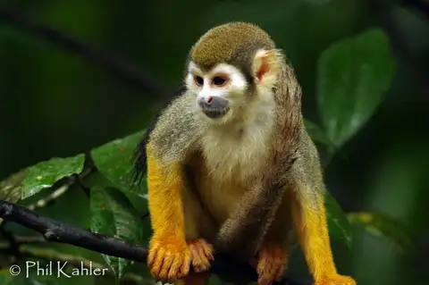 Ecuadorian Squirrel Monkey