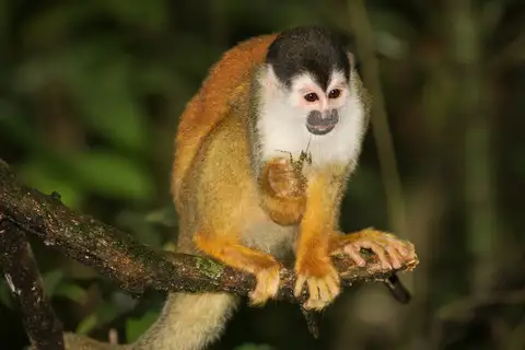 Central American Squirrel Monkey