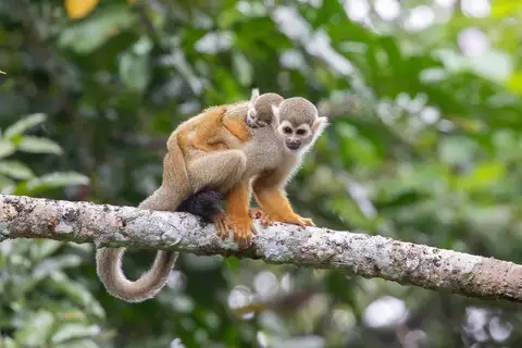 Common Squirrel Monkey