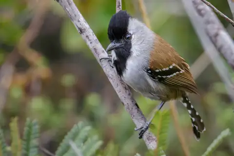 Silvery-cheeked Antshrike