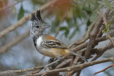 Black-crested Antshrike