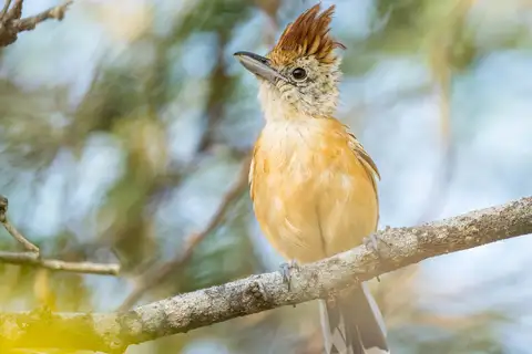 Streak-fronted Antshrike