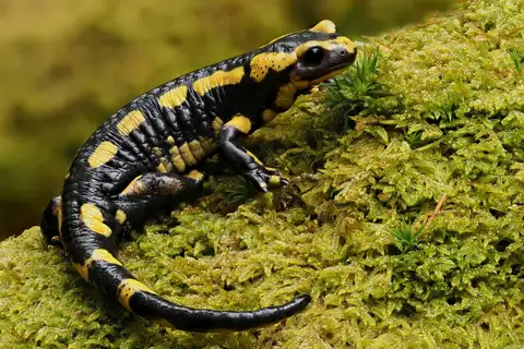 Fire Salamander