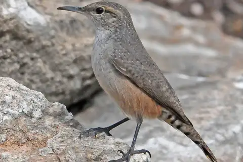Rock Wren