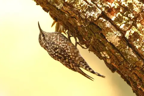 African Spotted Creeper