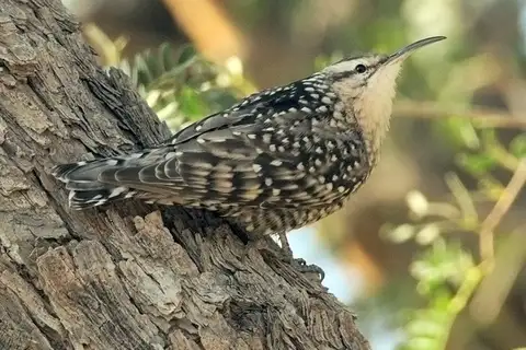 Indian Spotted Creeper
