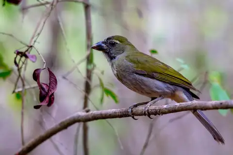 Lesser Antillean Saltator