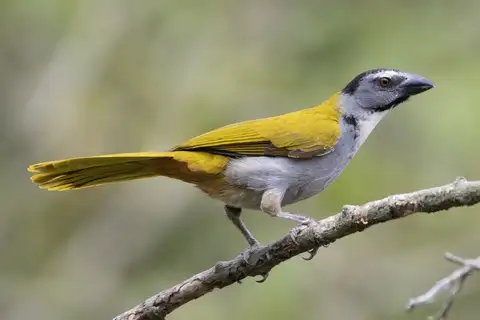 Black-headed Saltator