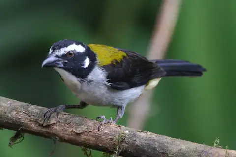 Black-winged Saltator