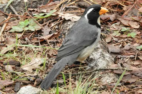 Golden-billed Saltator