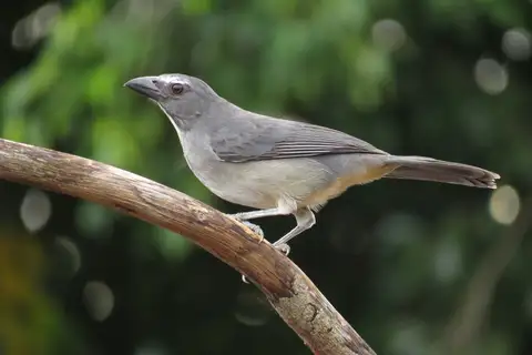Bluish-grey Saltator