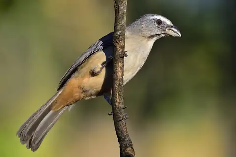 Cinnamon-bellied Saltator