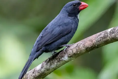Slate-colored Grosbeak