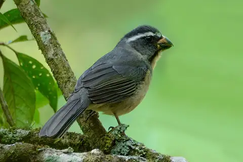 Thick-billed Saltator