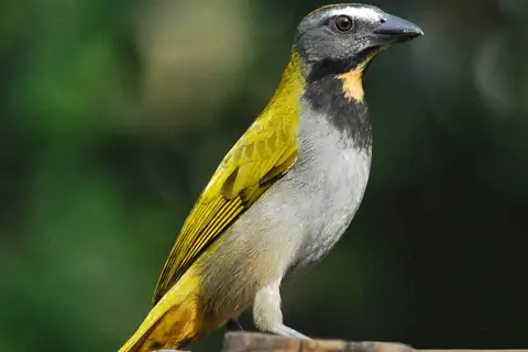 Buff-throated Saltator