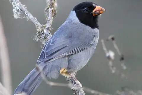 Black-cowled Saltator