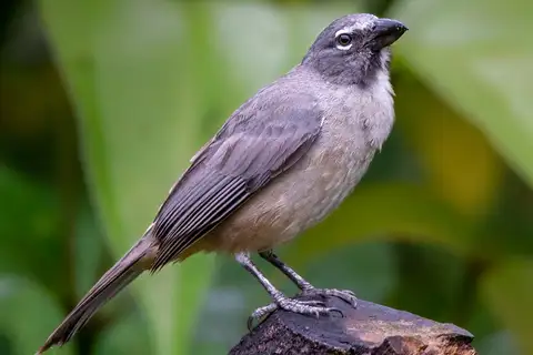Olive-grey Saltator