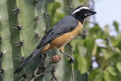 Orinoco Saltator