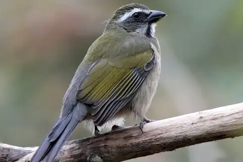 Green-winged Saltator