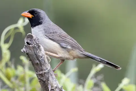 Black-throated Saltator