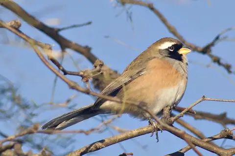 Many-colored Chaco Finch