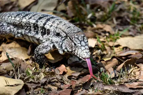 Argentine Black-and-white Tegu