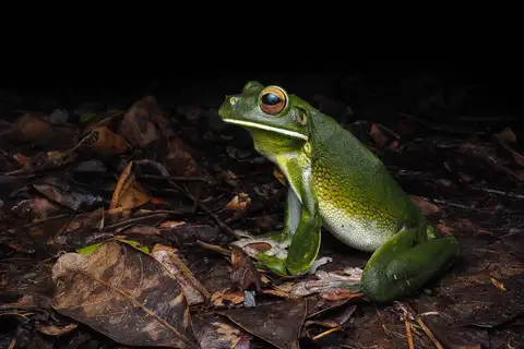 White-lipped Tree Frog