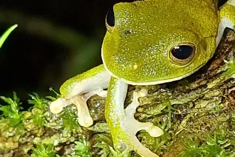 Multi-coloured Tree Frog