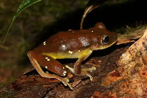 Sabang Tree Frog