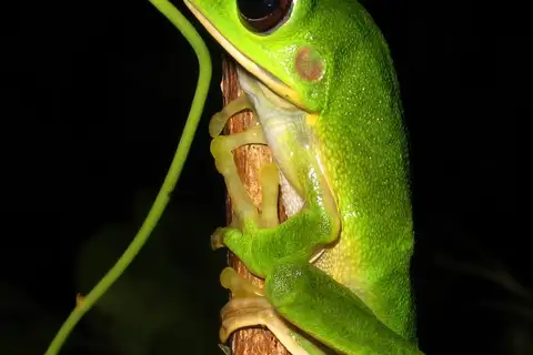 Sandyrana tenuigranulata