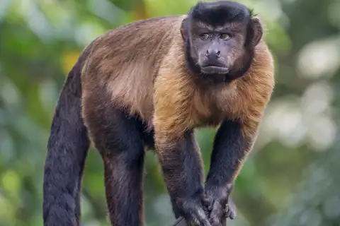 Brown Capuchin