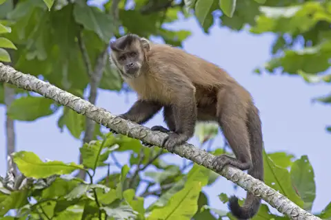 Hooded Capuchin