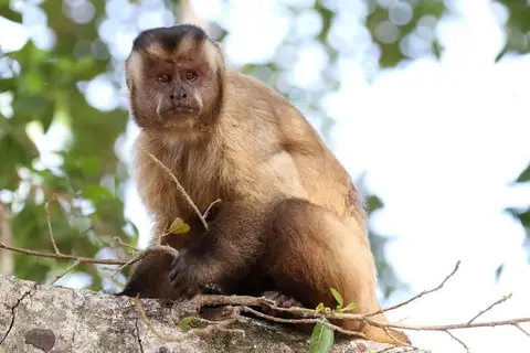 Black-striped Capuchin