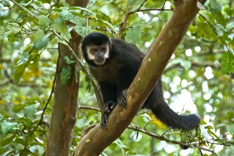 Black capuchin