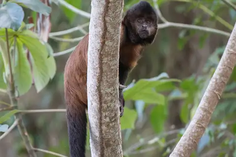 Crested Capuchin