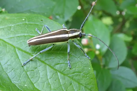 Round-headed Apple Tree Borer