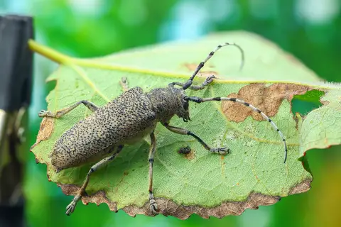 poplar borer