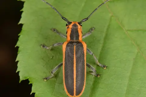 Red-edged Saperda