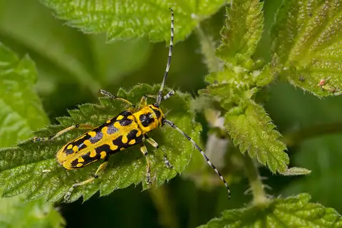 Ladder-marked Longhorn Beetle
