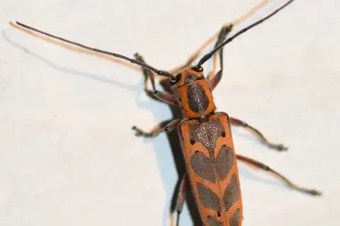 Elm Borer