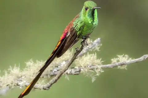 Red-tailed Comet