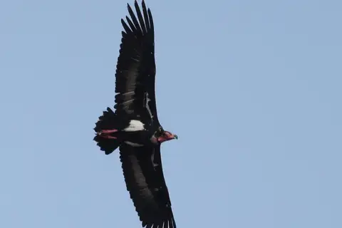 Red-headed Vulture