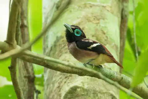 Visayan Broadbill