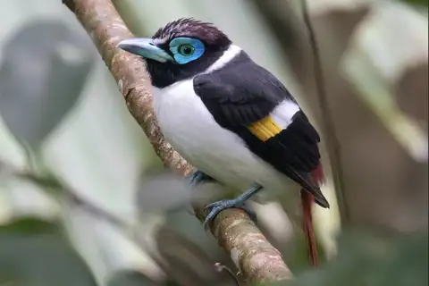 Wattled Broadbill