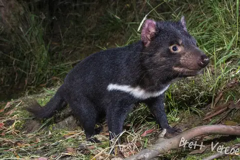 Tasmanian Devil