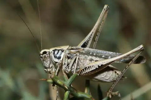 Sardinian grey bush-cricket