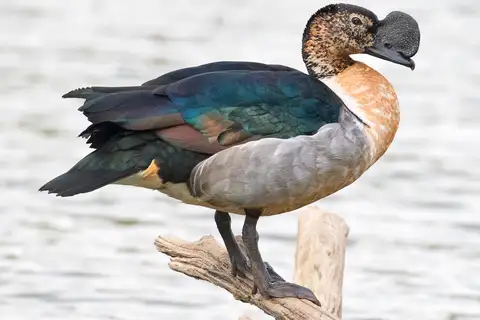 Knob-billed Duck