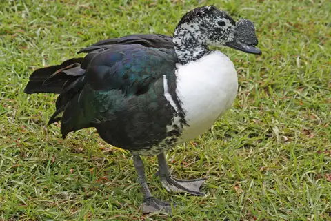 Comb Duck